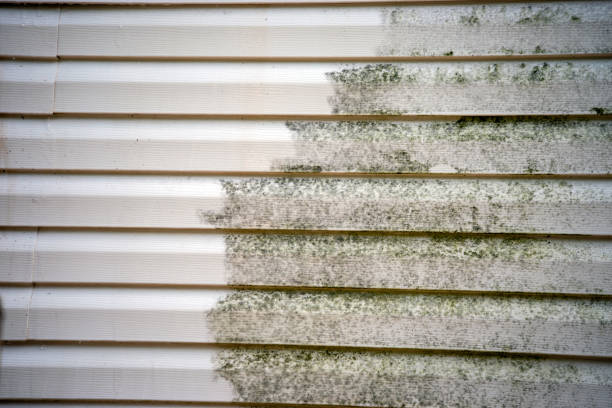 Best Custom Trim and Detailing for Siding  in Mayville, WI